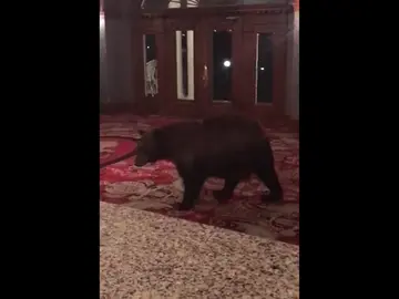 Un oso se cuela en un hotel en Colorado y trepa por los muebles de la recepción Un oso se cuela en un hotel en Colorado y trepa por los muebles de la recepción