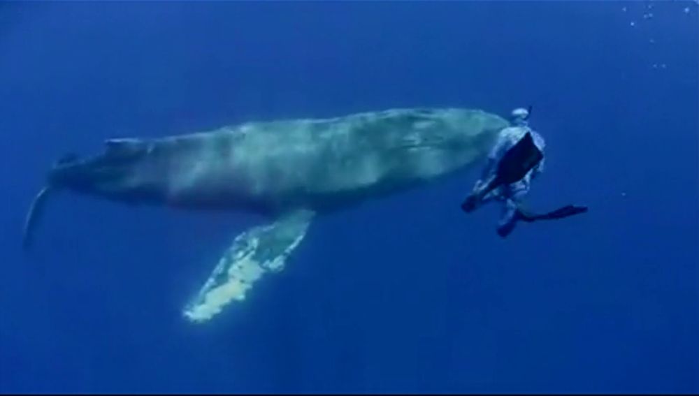 Un fotógrafo capta una ballena yubarta en Tenerife