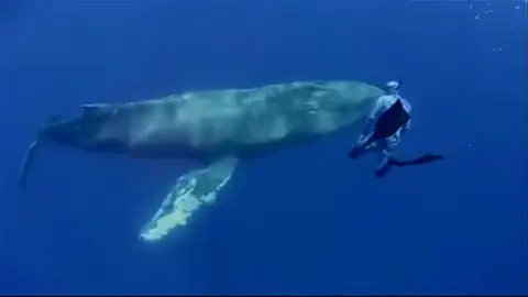 Un fotógrafo capta una ballena yubarta en Tenerife Un fotógrafo capta una ballena yubarta en Tenerife