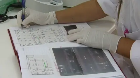 Un estudio demuestra que se puede inducir la regeneración de órganos en un mamífero 'in vivo' Un estudio demuestra que se puede inducir la regeneración de órganos en un mamífero 'in vivo'