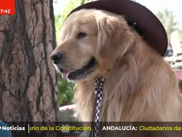 PERRO PERRO