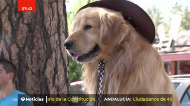 El perro 'alcalde' de California: su objetivo es recaudar fondos para rescatar a animales abandonados