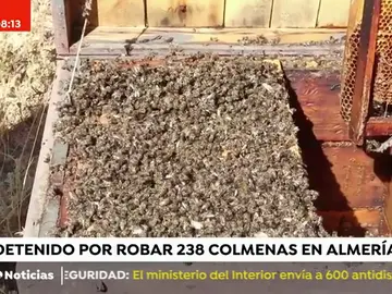 colmenas colmenas