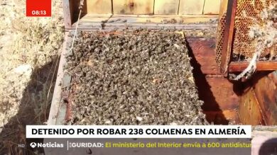 Investigado por robar más de 200 colmenas y provocar así la muerte de 4 millones de abejas