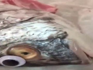 Una pescadería de Kuwait pone ojos de plástico a los pescados para que parezcan frescos Una pescadería de Kuwait pone ojos de plástico a los pescados para que parezcan frescos