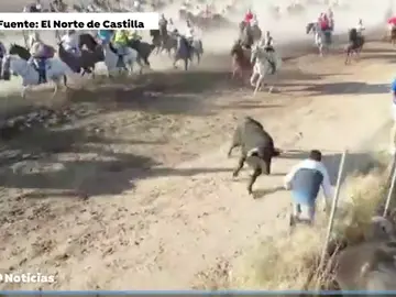 Herido de gravedad al ser corneado por un novillo en Medina del Campo Herido de gravedad al ser corneado por un novillo en Medina del Campo