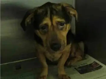 Benji, el perro más triste de California Benji, el perro más triste de California