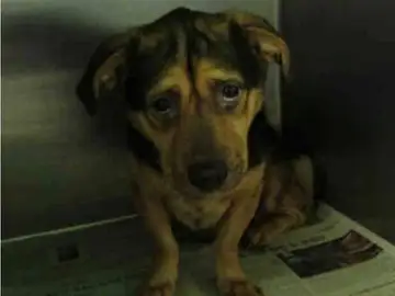 Benji, el perro más triste de California Benji, el perro más triste de California