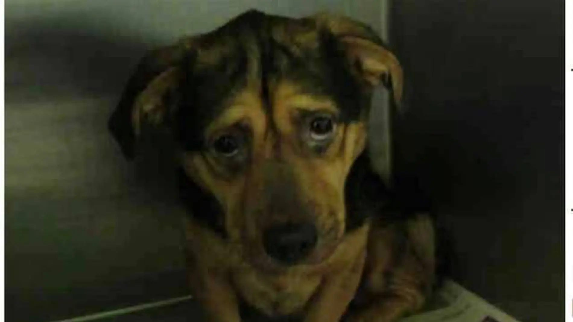 Benji, el perro más triste de California Benji, el perro más triste de California