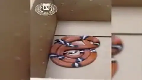Capturada una serpiente falsa coral en un jardín de Madrid Capturada una serpiente falsa coral en un jardín de Madrid