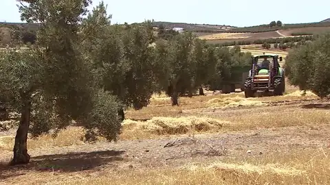 Un proyecto cultiva cebada cervecera entre olivos y ahorra agua Un proyecto cultiva cebada cervecera entre olivos y ahorra agua