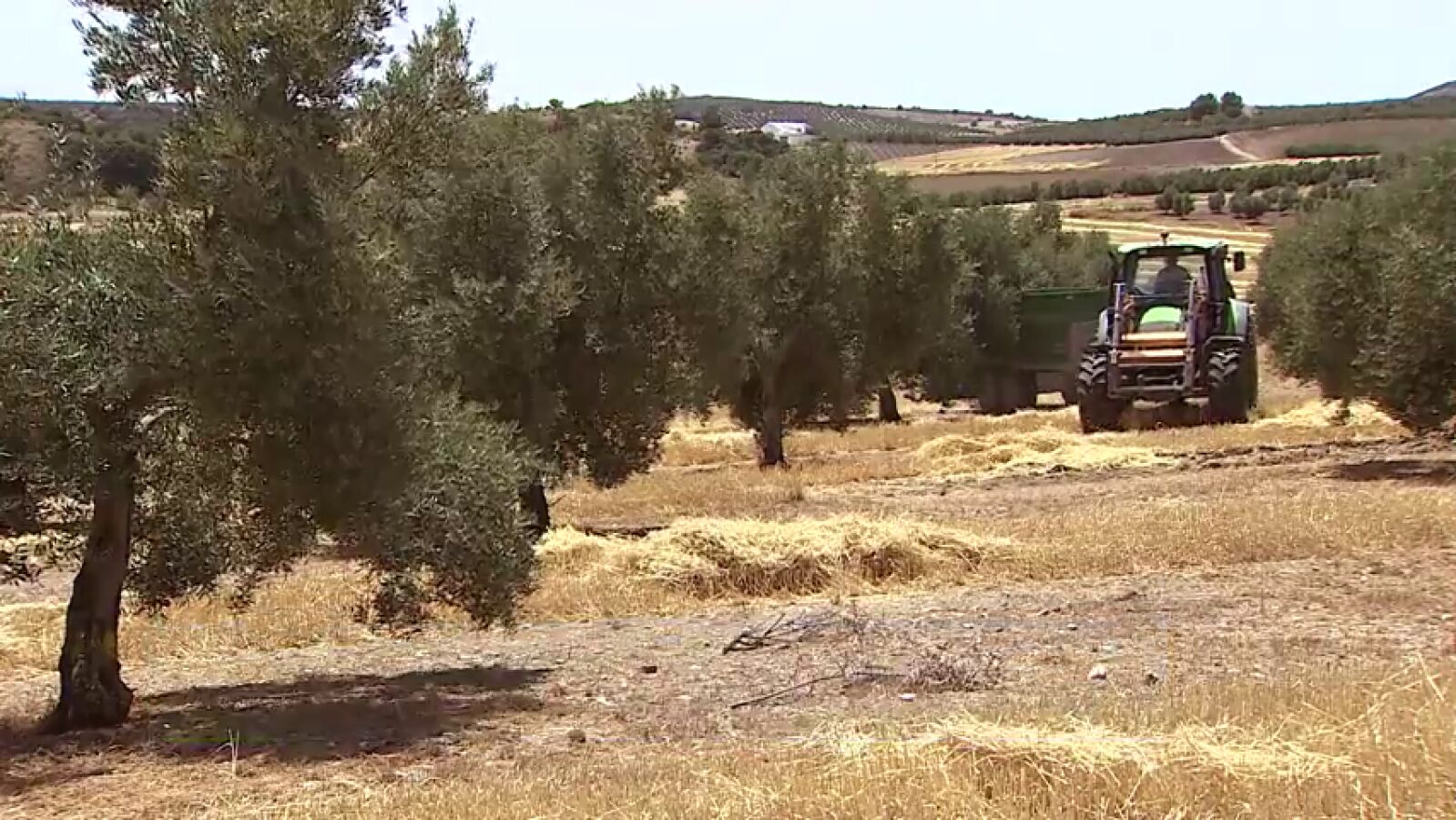 La DANA destroza las cosechas de todo un año en Toledo a escasas semanas de su recogida