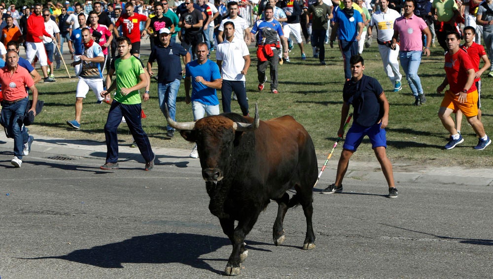 Imagen del festejo del Toro de la Vega, en Tordesillas