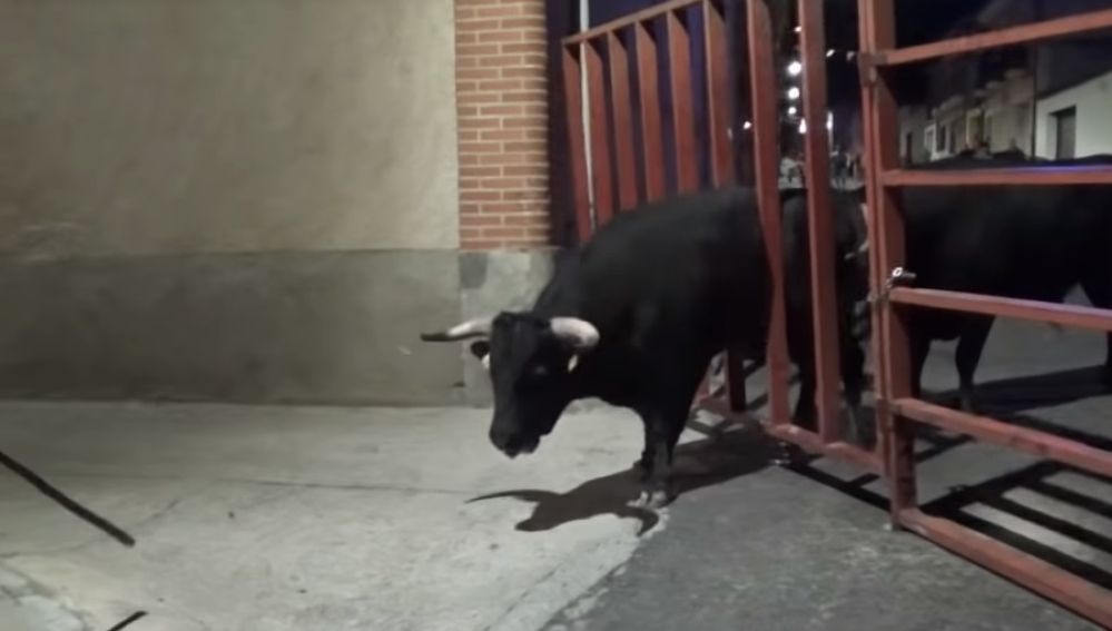 Toro atrapado