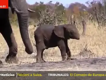 ELEFANTE ELEFANTE