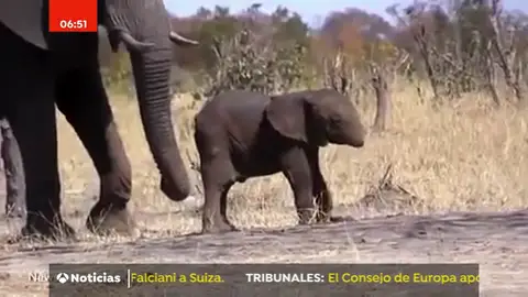 ELEFANTE ELEFANTE