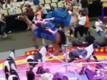 Siete personas resultan heridas tras un accidente con un camello en un circo Siete personas resultan heridas tras un accidente con un camello en un circo
