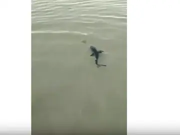 Cría de tiburón en Pontevedra Cría de tiburón en Pontevedra