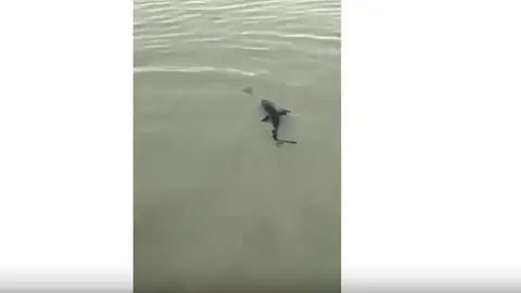 Cría de tiburón en Pontevedra Cría de tiburón en Pontevedra