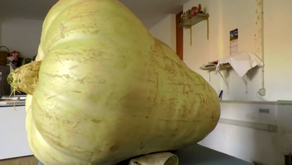Un agricultor cultiva una calabaza gigante de 117 kilos