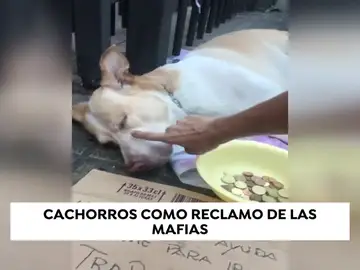 Cachorros drogados y desnutridos como reclamo de las mafias Cachorros drogados y desnutridos como reclamo de las mafias