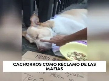 Cachorros drogados y desnutridos como reclamo de las mafias Cachorros drogados y desnutridos como reclamo de las mafias