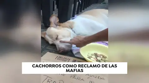 Cachorros drogados y desnutridos como reclamo de las mafias Cachorros drogados y desnutridos como reclamo de las mafias