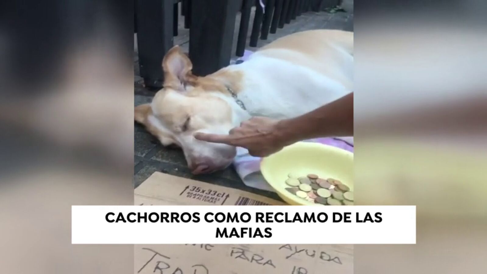 Cachorros de perro drogados y desnutridos, el último reclamo de las mafias de la mendicidad