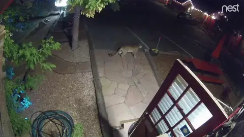 Un puma entra en la recepción de un motel en Estados Unidos Un puma entra en la recepción de un motel en Estados Unidos