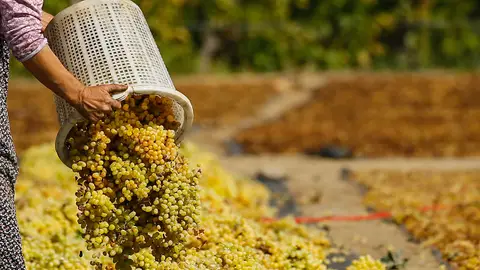 Cosecha de pasas (20-09-2018) Un agricultor coloca las uvas cosechadas de los viñedos para secar al sol en una tierra en las altas colinas del distrito Sarigol de Manisa, Turquía.