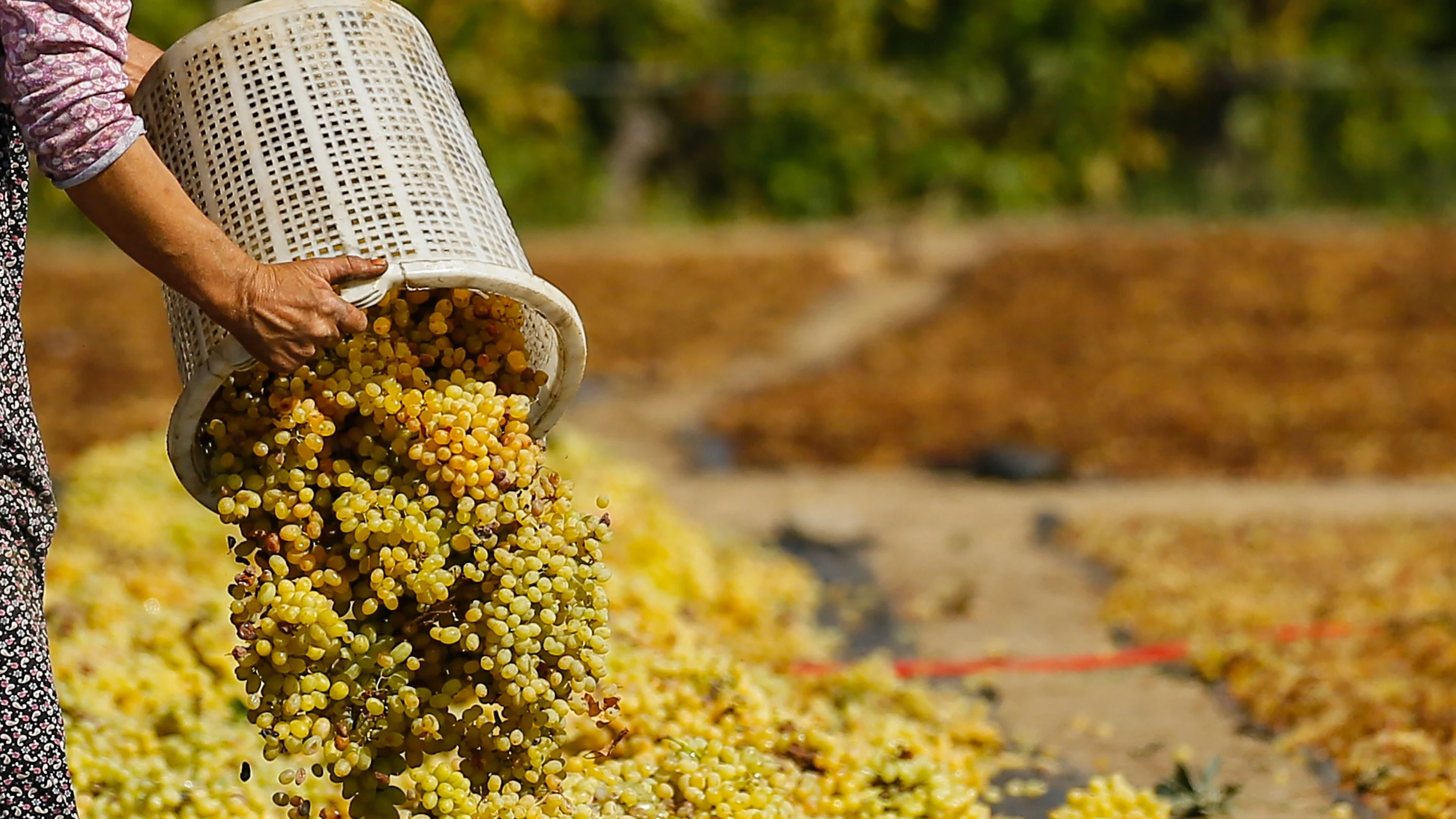  Un agricultor coloca las uvas cosechadas de los vi&ntilde;edos para secar al sol en una tierra en las altas colinas del distrito Sarigol de Manisa, Turqu&iacute;a.