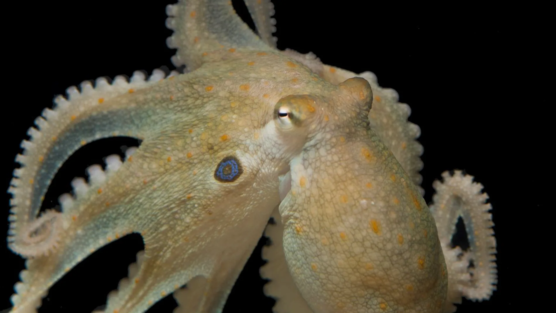 Los pulpos tambien se vuelven mas sociables con el extasis Los pulpos tambien se vuelven mas sociables con el extasis