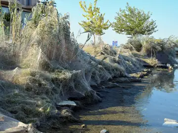 La telaraña en la costa de Aitoliko La telaraña en la costa de Aitoliko