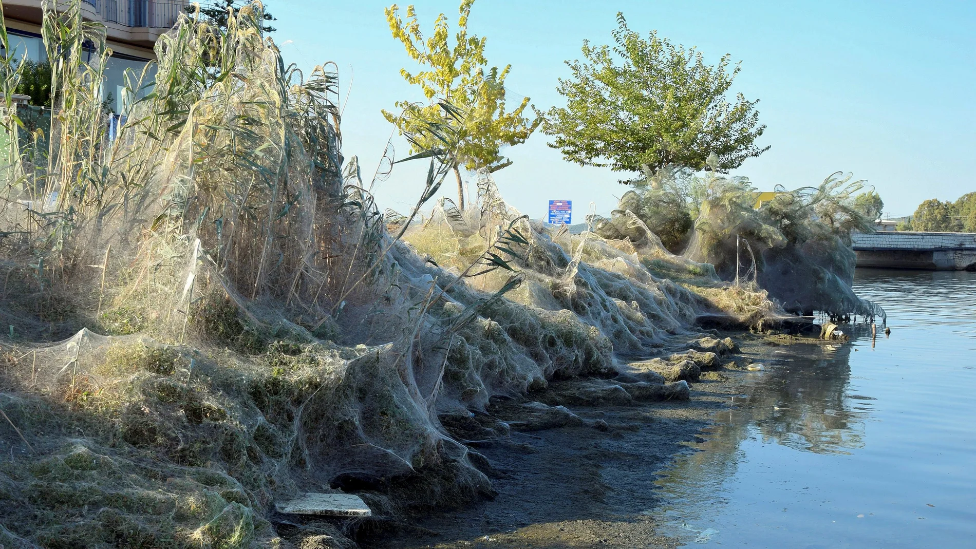 La telaraña en la costa de Aitoliko La telaraña en la costa de Aitoliko