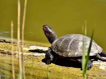 Imagen de archivo de una tortuga Imagen de archivo de una tortuga
