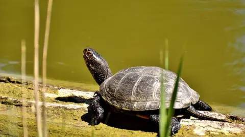 Imagen de archivo de una tortuga Imagen de archivo de una tortuga