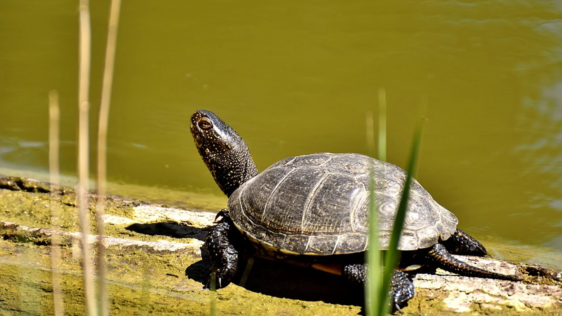 Imagen de archivo de una tortuga Imagen de archivo de una tortuga