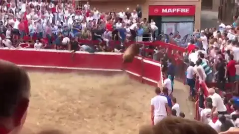 Un novillo salta las vallas en la plaza de Villafranca y se da a la fuga por el pueblo Un novillo salta las vallas en la plaza de Villafranca y se da a la fuga por el pueblo