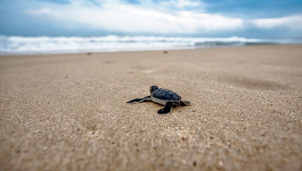 Imagen de archivo de una tortuga