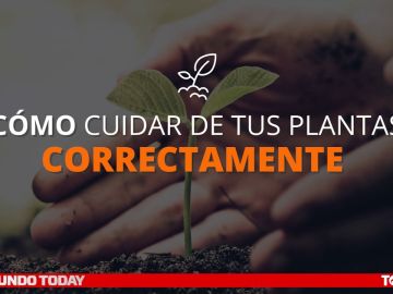 Cómo cuidar de tus plantas correctamente Cómo cuidar de tus plantas correctamente