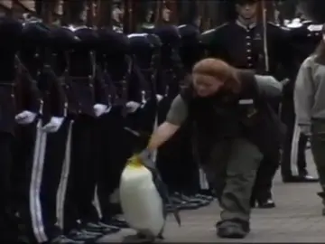 Los animales:Los mejores aliados de los cuerpos del ejército Los animales:Los mejores aliados de los cuerpos del ejército