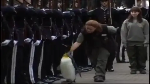 Los animales:Los mejores aliados de los cuerpos del ejército Los animales:Los mejores aliados de los cuerpos del ejército