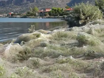 Una telaraña gigante inunda Grecia Una telaraña gigante inunda Grecia