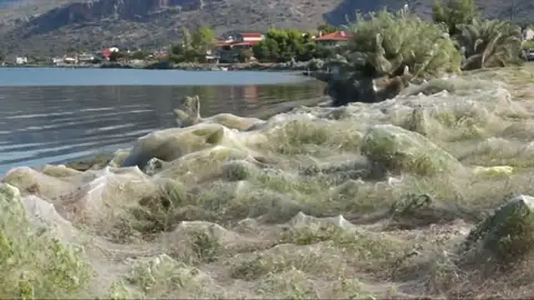 Una telaraña gigante inunda Grecia Una telaraña gigante inunda Grecia