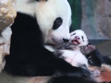 “Long Zai”, la cría de panda gigante del sur de China encargada de perpetuar la especie