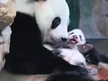 “Long Zai”, la cría de panda gigante del sur de China encargada de perpetuar la especie “Long Zai”, la cría de panda gigante del sur de China encargada de perpetuar la especie