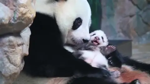 “Long Zai”, la cría de panda gigante del sur de China encargada de perpetuar la especie “Long Zai”, la cría de panda gigante del sur de China encargada de perpetuar la especie