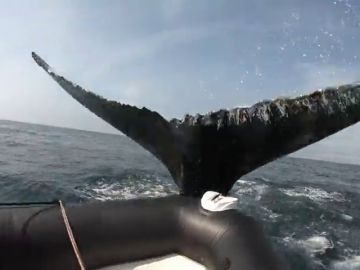 El enorme susto de unos turistas cuando una ballena golpea un bote inflable en Canadá