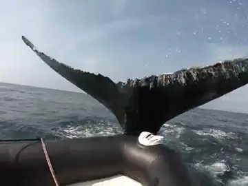 El enorme susto de unos turistas cuando una ballena golpea un bote inflable en Canadá El enorme susto de unos turistas cuando una ballena golpea un bote inflable en Canadá