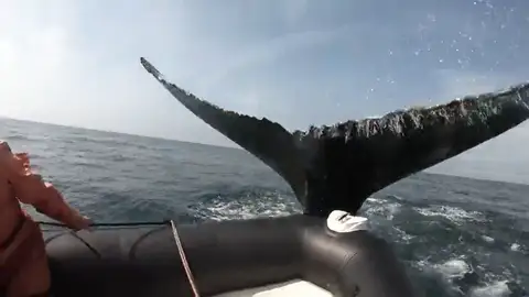 El enorme susto de unos turistas cuando una ballena golpea un bote inflable en Canadá El enorme susto de unos turistas cuando una ballena golpea un bote inflable en Canadá